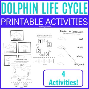 Dolphin Life Cycle Printable Activity